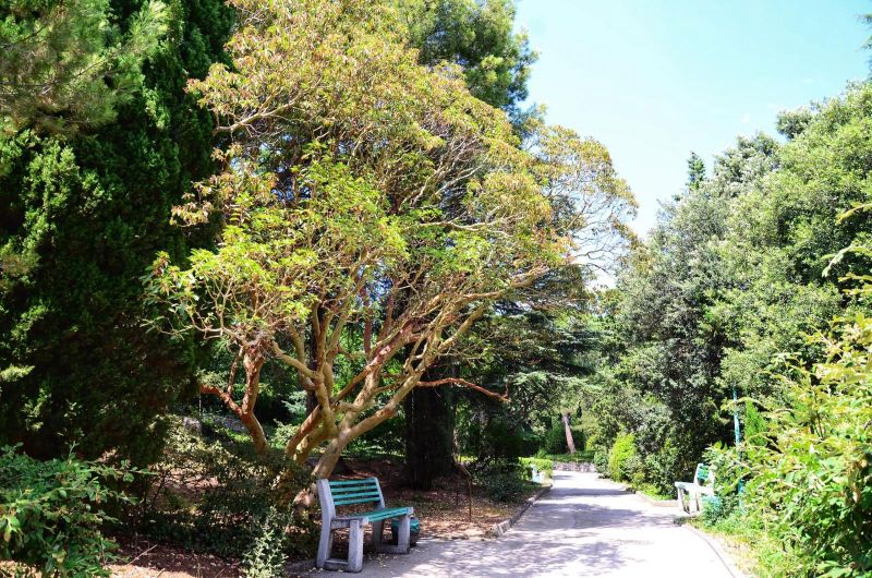 Санаторий "Ай-Петри"